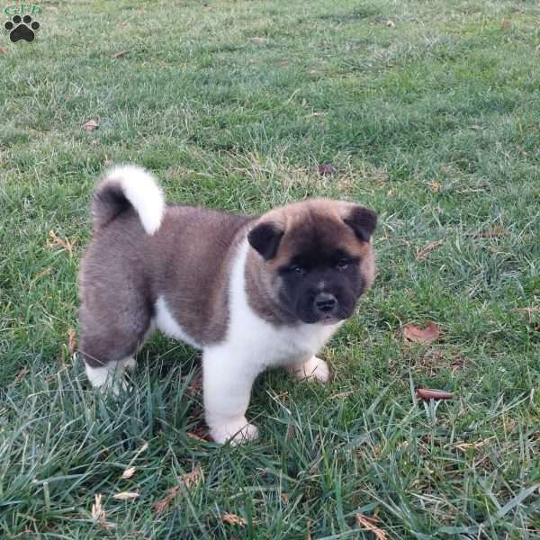 Cole, Akita Puppy